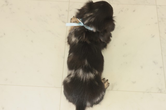 福岡県のミニチュアダックスフンド(ロング) (Coo&RIKU黒崎店/2025年9月12日生まれ/男の子/シルバーダップル)の子犬の4枚目の画像