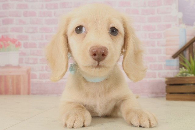 長崎県のミニチュアダックスフンド(ロング) (Coo&RIKU長崎佐世保店/2025年9月12日生まれ/男の子/ゴールド)の子犬の1枚目の画像