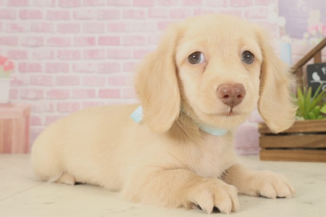 長崎県のミニチュアダックスフンド(ロング) (Coo&RIKU長崎佐世保店/2025年9月12日生まれ/男の子/ゴールド)の子犬の2枚目の画像