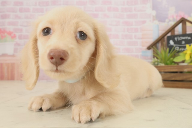 長崎県のミニチュアダックスフンド(ロング) (Coo&RIKU長崎佐世保店/2025年9月12日生まれ/男の子/ゴールド)の子犬の3枚目の画像