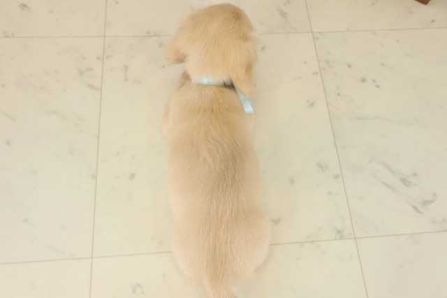 長崎県のミニチュアダックスフンド(ロング) (Coo&RIKU長崎佐世保店/2025年9月12日生まれ/男の子/ゴールド)の子犬の4枚目の画像