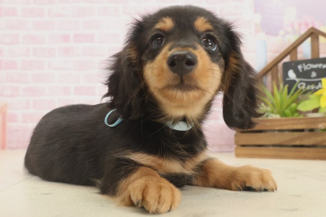 熊本県のミニチュアダックスフンド(ロング) (Coo&RIKUカリーノ玉名店/2025年9月12日生まれ/男の子/ブラックタン)の子犬の2枚目の画像