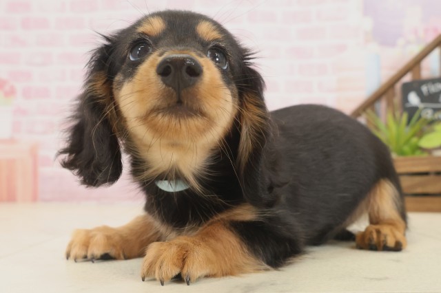 熊本県のミニチュアダックスフンド(ロング) (Coo&RIKUカリーノ玉名店/2025年9月12日生まれ/男の子/ブラックタン)の子犬の3枚目の画像