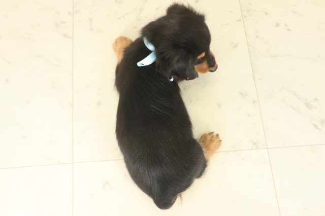 熊本県のミニチュアダックスフンド(ロング) (Coo&RIKUカリーノ玉名店/2025年9月12日生まれ/男の子/ブラックタン)の子犬の4枚目の画像