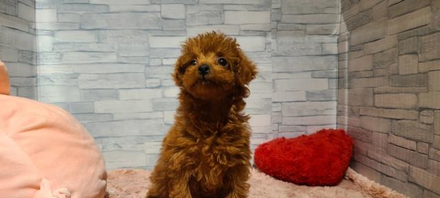 福岡県のトイプードル(トイ) (Coo&RIKU福岡西店/2025年9月3日生まれ/女の子/レッド)の子犬