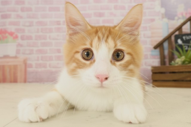 福岡県のメインクーン (Coo&RIKU福岡古賀店/2025年6月10日生まれ/男の子/レッドタビーホワイト)の子猫の1枚目の画像