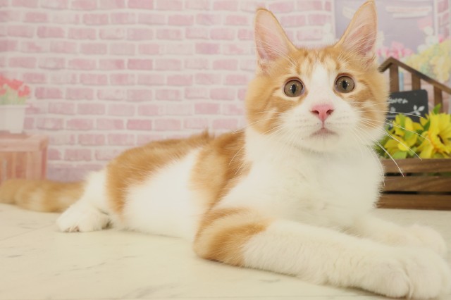 福岡県のメインクーン (Coo&RIKU福岡古賀店/2025年6月10日生まれ/男の子/レッドタビーホワイト)の子猫の2枚目の画像