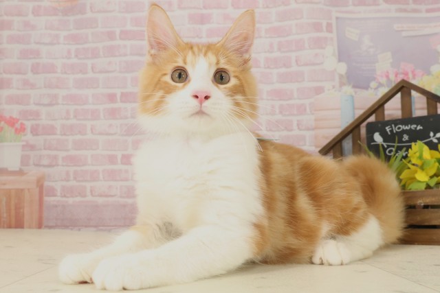 福岡県のメインクーン (Coo&RIKU福岡古賀店/2025年6月10日生まれ/男の子/レッドタビーホワイト)の子猫の3枚目の画像