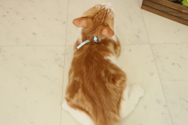 福岡県のメインクーン (Coo&RIKU福岡古賀店/2025年6月10日生まれ/男の子/レッドタビーホワイト)の子猫の4枚目の画像