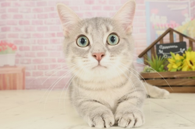 福岡県のマンチカン (Coo&RIKU福岡西店/2025年3月27日生まれ/男の子/ブルータビー)の子猫の1枚目の画像