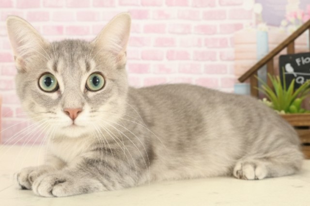 福岡県のマンチカン (Coo&RIKU福岡西店/2025年3月27日生まれ/男の子/ブルータビー)の子猫の3枚目の画像