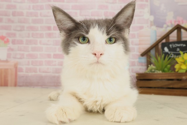 ノルウェージャン・フォレストキャット