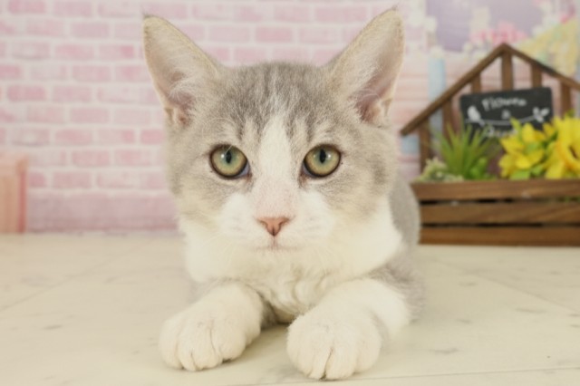 大分県のセルカークレックス (Coo&RIKU大分店/2025年6月23日生まれ/男の子/ラベンダー＆ホワイト)の子猫の1枚目の画像