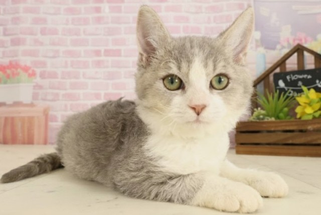 大分県のセルカークレックス (Coo&RIKU大分店/2025年6月23日生まれ/男の子/ラベンダー＆ホワイト)の子猫の2枚目の画像