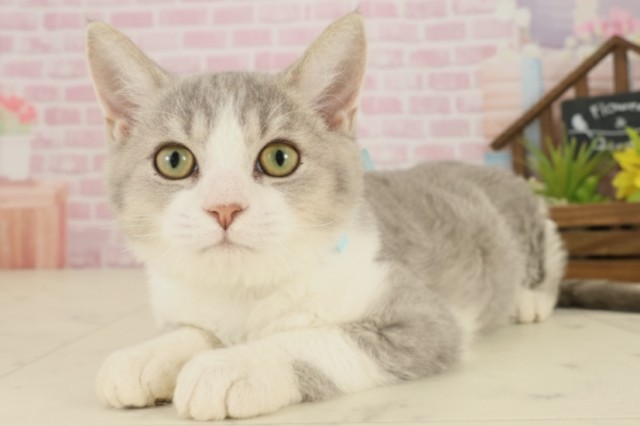 大分県のセルカークレックス (Coo&RIKU大分店/2025年6月23日生まれ/男の子/ラベンダー＆ホワイト)の子猫の3枚目の画像