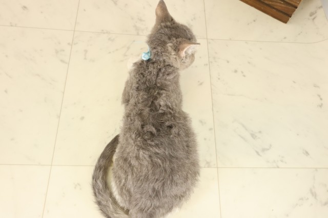 大分県のセルカークレックス (Coo&RIKU大分店/2025年6月23日生まれ/男の子/ラベンダー＆ホワイト)の子猫の4枚目の画像