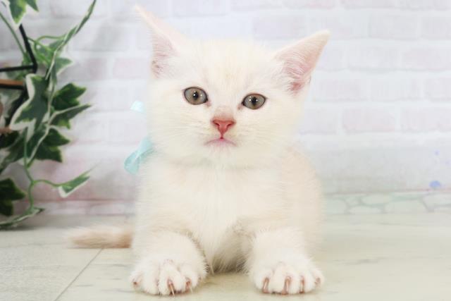 福岡県のアメリカンショートヘアー (Coo&RIKU福岡古賀店/2025年9月14日生まれ/男の子/クリームタビー)の子猫の1枚目の画像