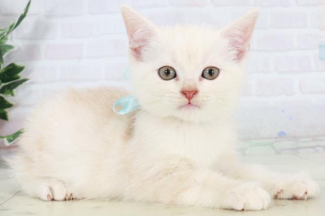 福岡県のアメリカンショートヘアー (Coo&RIKU福岡古賀店/2025年9月14日生まれ/男の子/クリームタビー)の子猫の2枚目の画像