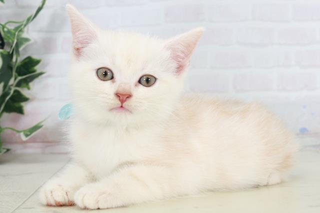 福岡県のアメリカンショートヘアー (Coo&RIKU福岡古賀店/2025年9月14日生まれ/男の子/クリームタビー)の子猫の3枚目の画像