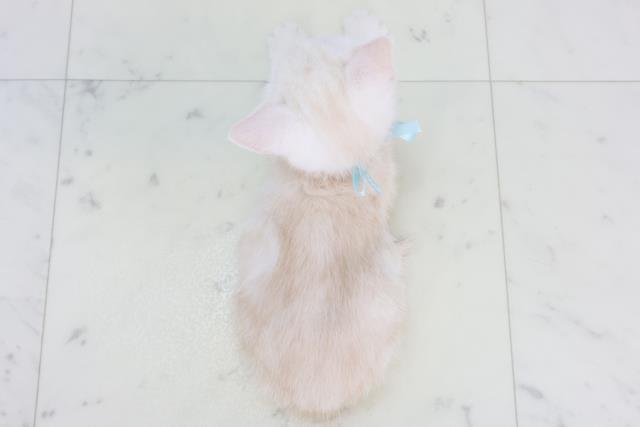 福岡県のアメリカンショートヘアー (Coo&RIKU福岡古賀店/2025年9月14日生まれ/男の子/クリームタビー)の子猫の4枚目の画像