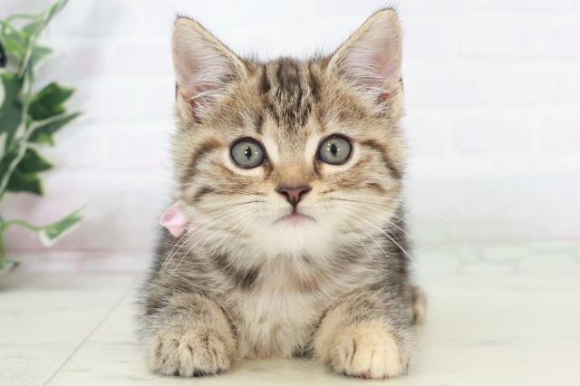 沖縄県のアメリカンショートヘアー (Coo&RIKUイーアス沖縄豊崎店/2025年9月14日生まれ/女の子/ブラウンパッチドタビー)の子猫の1枚目の画像