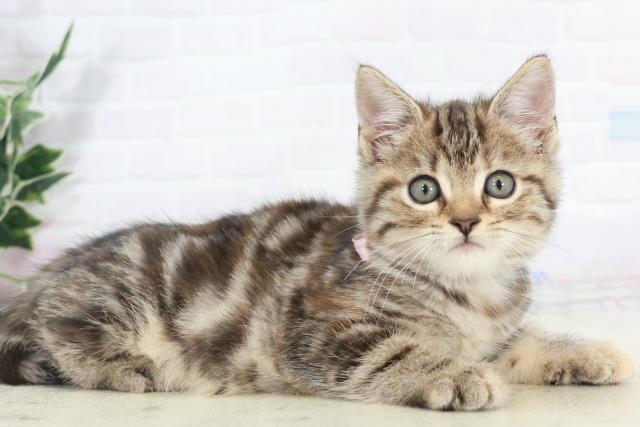 沖縄県のアメリカンショートヘアー (Coo&RIKUイーアス沖縄豊崎店/2025年9月14日生まれ/女の子/ブラウンパッチドタビー)の子猫の2枚目の画像