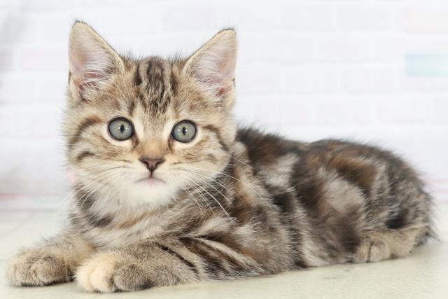 沖縄県のアメリカンショートヘアー (Coo&RIKUイーアス沖縄豊崎店/2025年9月14日生まれ/女の子/ブラウンパッチドタビー)の子猫の3枚目の画像