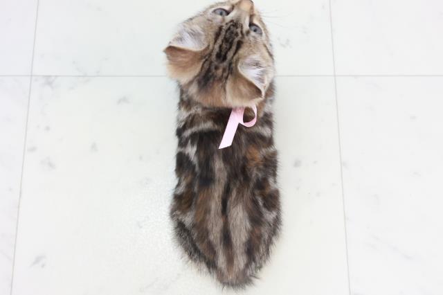 沖縄県のアメリカンショートヘアー (Coo&RIKUイーアス沖縄豊崎店/2025年9月14日生まれ/女の子/ブラウンパッチドタビー)の子猫の4枚目の画像