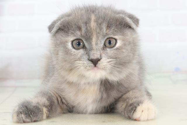 鹿児島県のスコティッシュフォールド (Coo&RIKU鹿児島店/2025年9月10日生まれ/女の子/ブルークリーム)の子猫の1枚目の画像