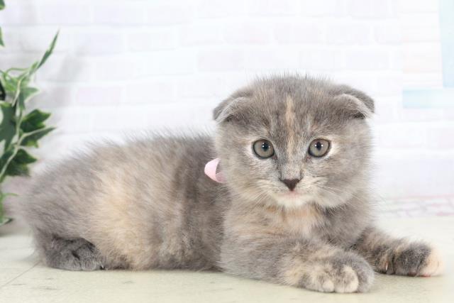 鹿児島県のスコティッシュフォールド (Coo&RIKU鹿児島店/2025年9月10日生まれ/女の子/ブルークリーム)の子猫の2枚目の画像