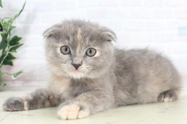 鹿児島県のスコティッシュフォールド (Coo&RIKU鹿児島店/2025年9月10日生まれ/女の子/ブルークリーム)の子猫の3枚目の画像