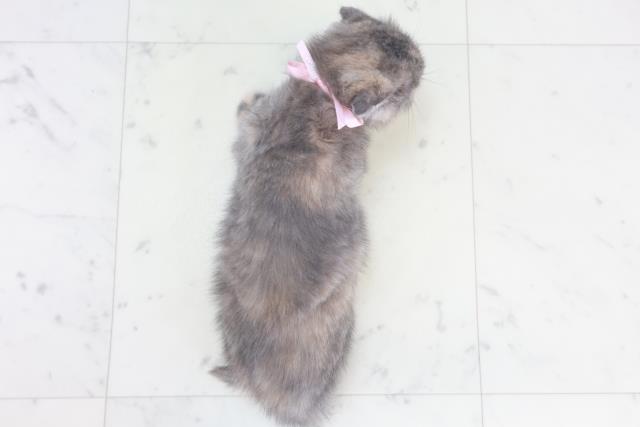 鹿児島県のスコティッシュフォールド (Coo&RIKU鹿児島店/2025年9月10日生まれ/女の子/ブルークリーム)の子猫の4枚目の画像
