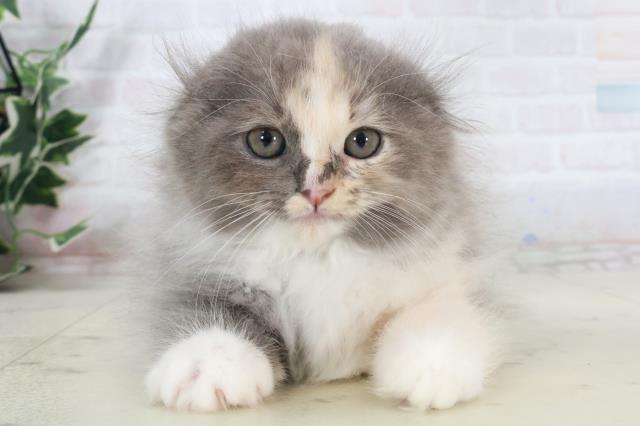 福岡県のスコティッシュフォールド (Coo&RIKUフォレストシティ春日店/2025年9月10日生まれ/女の子/ダイリュートキャリコ)の子猫の1枚目の画像