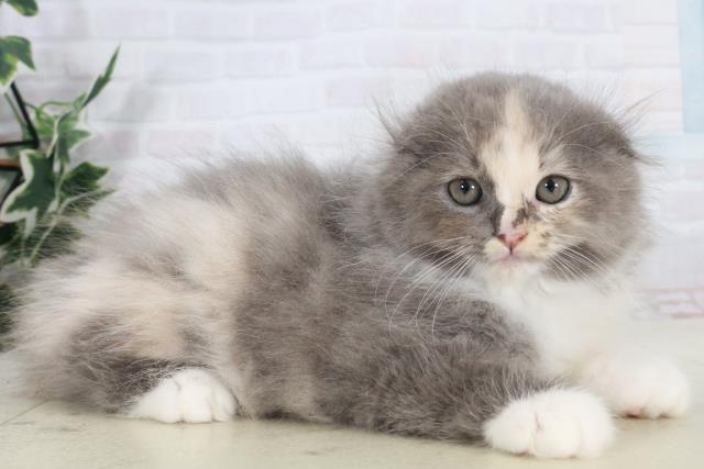 福岡県のスコティッシュフォールド (Coo&RIKUフォレストシティ春日店/2025年9月10日生まれ/女の子/ダイリュートキャリコ)の子猫の2枚目の画像