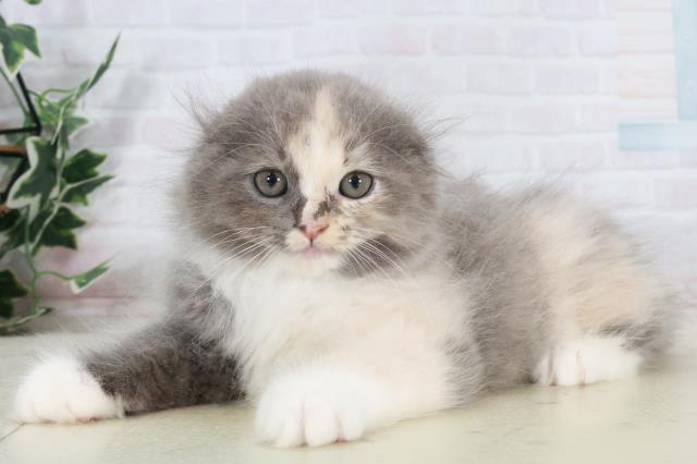 福岡県のスコティッシュフォールド (Coo&RIKUフォレストシティ春日店/2025年9月10日生まれ/女の子/ダイリュートキャリコ)の子猫の3枚目の画像