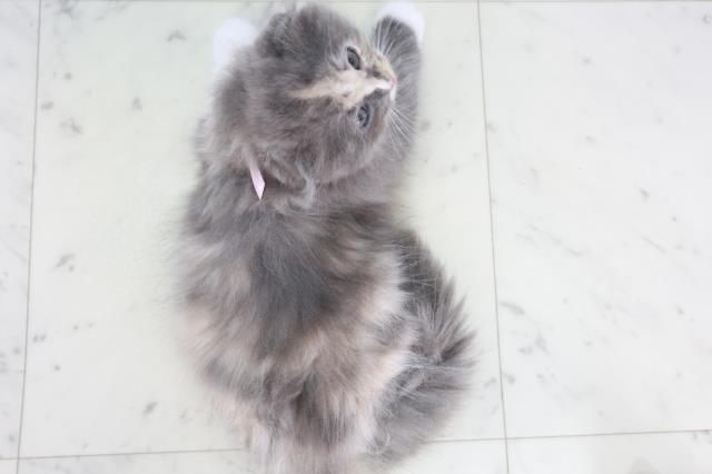 福岡県のスコティッシュフォールド (Coo&RIKUフォレストシティ春日店/2025年9月10日生まれ/女の子/ダイリュートキャリコ)の子猫の4枚目の画像