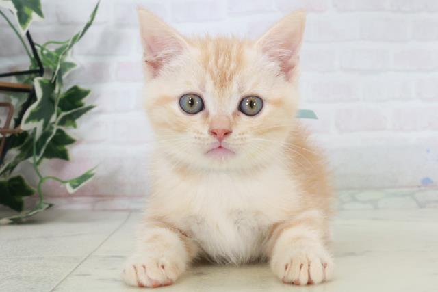 沖縄県のアメリカンショートヘアー (Coo&RIKUイオン北谷店/2025年9月14日生まれ/男の子/レッドタビー)の子猫の1枚目の画像