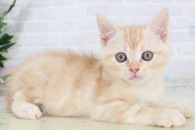 沖縄県のアメリカンショートヘアー (Coo&RIKUイオン北谷店/2025年9月14日生まれ/男の子/レッドタビー)の子猫の2枚目の画像