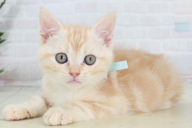 沖縄県のアメリカンショートヘアー (Coo&RIKUイオン北谷店/2025年9月14日生まれ/男の子/レッドタビー)の子猫の3枚目の画像