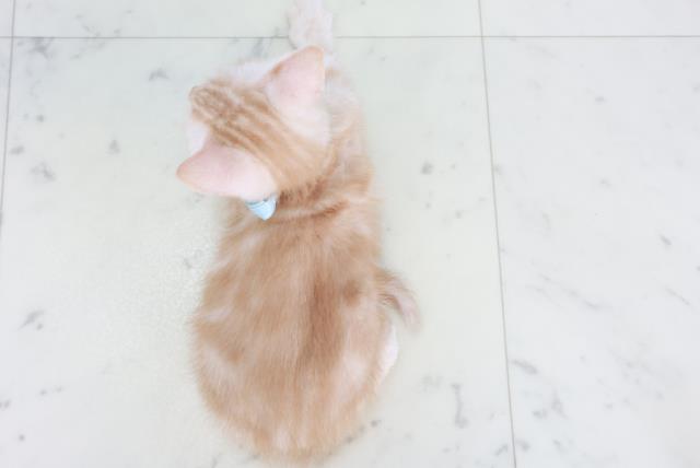 沖縄県のアメリカンショートヘアー (Coo&RIKUイオン北谷店/2025年9月14日生まれ/男の子/レッドタビー)の子猫の4枚目の画像