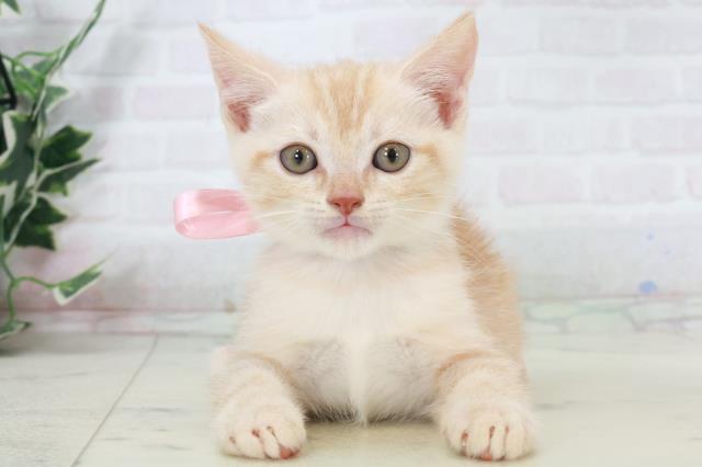 熊本県のアメリカンショートヘアー (Coo&RIKU熊本店/2025年9月14日生まれ/男の子/レッドタビー)の子猫の1枚目の画像