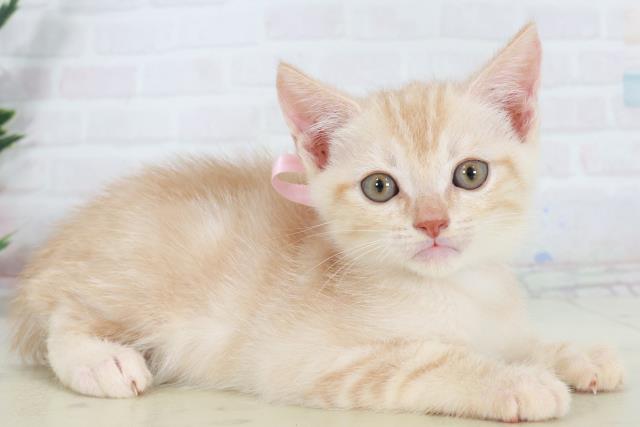 熊本県のアメリカンショートヘアー (Coo&RIKU熊本店/2025年9月14日生まれ/男の子/レッドタビー)の子猫の2枚目の画像