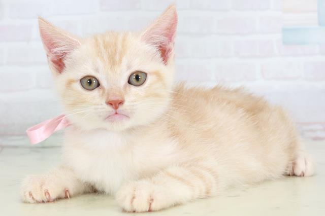 熊本県のアメリカンショートヘアー (Coo&RIKU熊本店/2025年9月14日生まれ/男の子/レッドタビー)の子猫の3枚目の画像