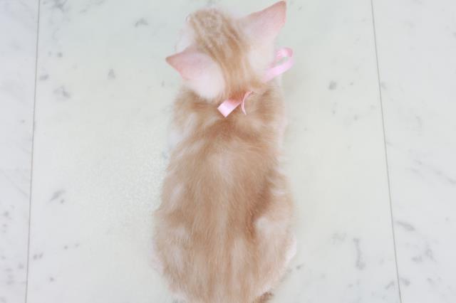 熊本県のアメリカンショートヘアー (Coo&RIKU熊本店/2025年9月14日生まれ/男の子/レッドタビー)の子猫の4枚目の画像