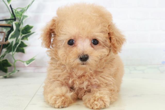 福岡県のトイプードル(ティーカップ) (Coo&RIKUゆめタウン飯塚店/2025年9月13日生まれ/男の子/クリーム)の子犬の1枚目の画像