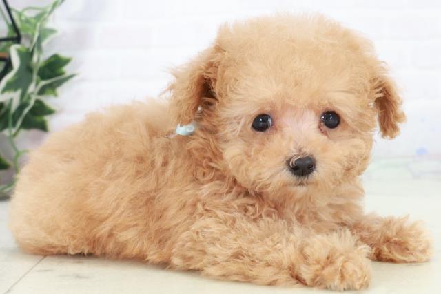 福岡県のトイプードル(ティーカップ) (Coo&RIKUゆめタウン飯塚店/2025年9月13日生まれ/男の子/クリーム)の子犬の2枚目の画像