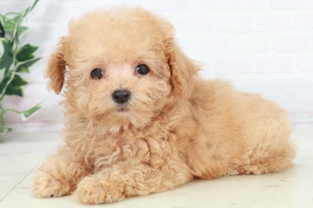 福岡県のトイプードル(ティーカップ) (Coo&RIKUゆめタウン飯塚店/2025年9月13日生まれ/男の子/クリーム)の子犬の3枚目の画像