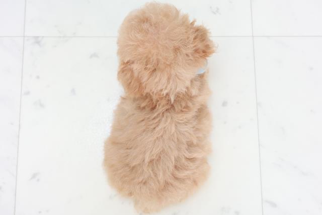 福岡県のトイプードル(ティーカップ) (Coo&RIKUゆめタウン飯塚店/2025年9月13日生まれ/男の子/クリーム)の子犬の4枚目の画像