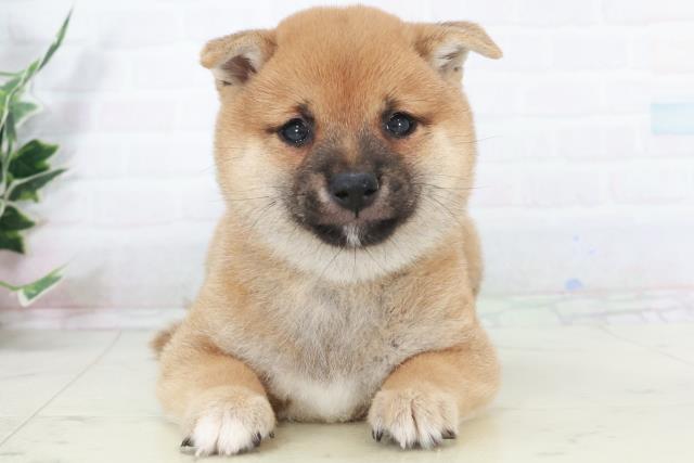 福岡県の豆柴 (Coo&RIKUゆめタウン飯塚店/2025年9月12日生まれ/男の子/赤)の子犬の1枚目の画像