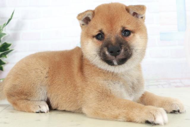 福岡県の豆柴 (Coo&RIKUゆめタウン飯塚店/2025年9月12日生まれ/男の子/赤)の子犬の2枚目の画像